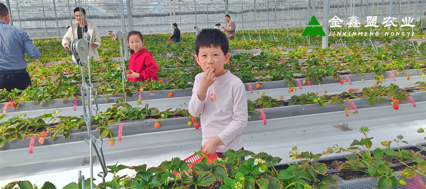 空中草莓的種植優(yōu)勢(shì)體現(xiàn)在哪些方面呢？